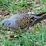 Eurasian Turtle-Dove